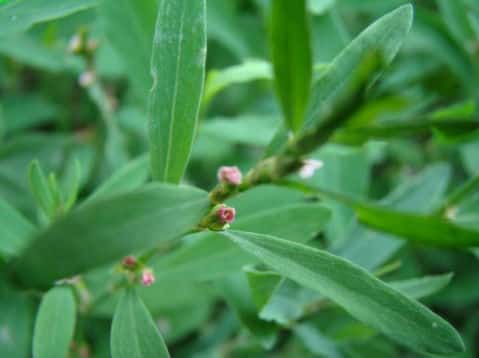 Knotgrass Extract (สารสกัดจากต้นหญ้าปม)